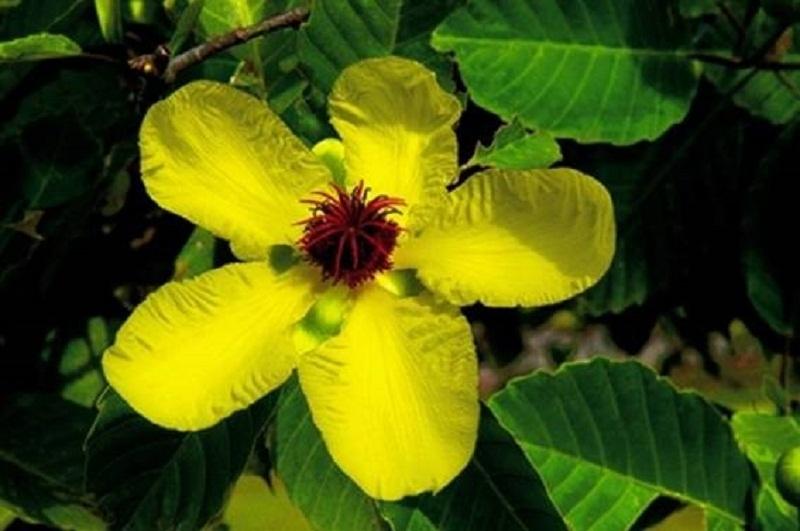 HOA SIMPOR - BRUNEI