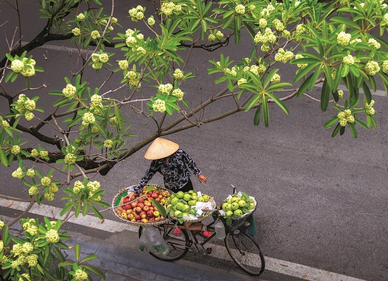 Hoa sữa đường phố Hà Nội