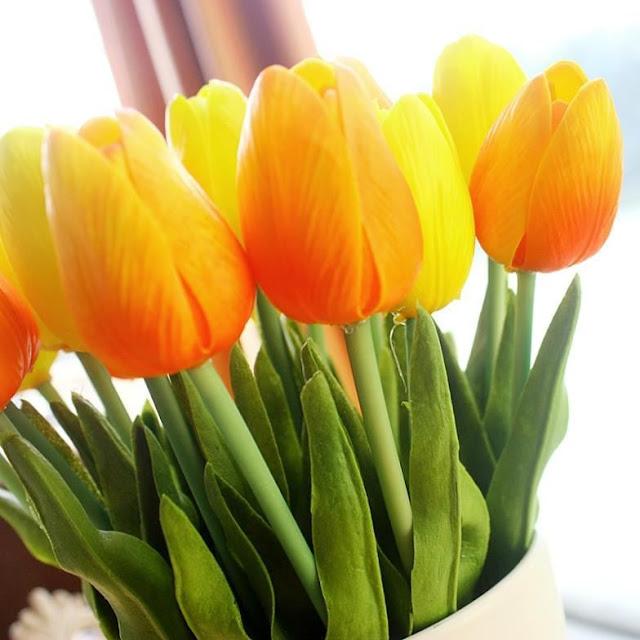 Hoa tulip vàng