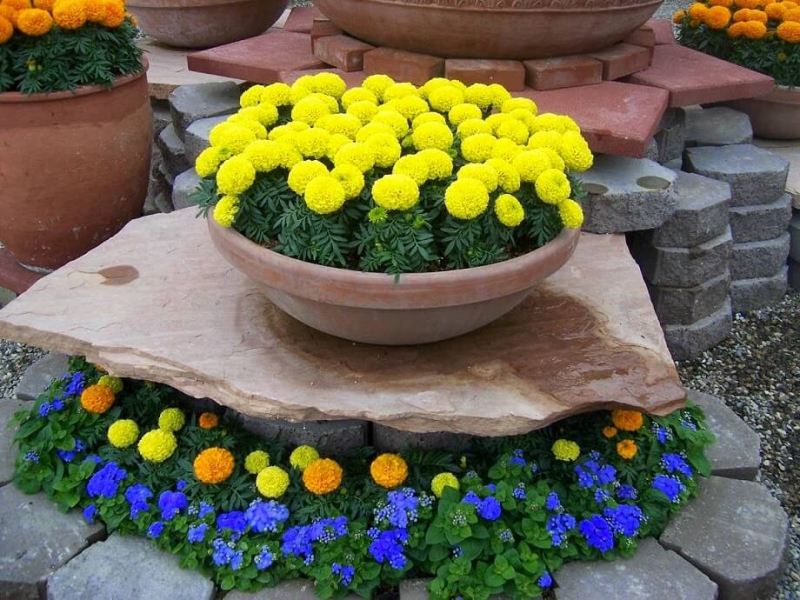 Hoa vạn thọ là loài hoa có vẻ đẹp rất giản dị