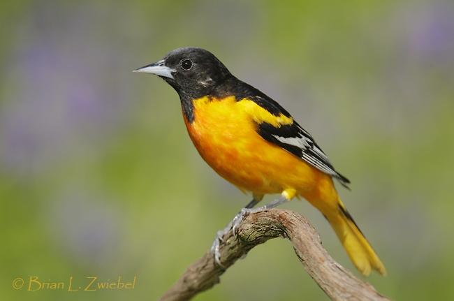 Hoàng oanh phương Bắc ( Icterus galbula)