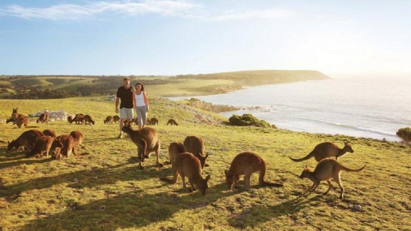 Hòn đảo Kangaroo - Úc