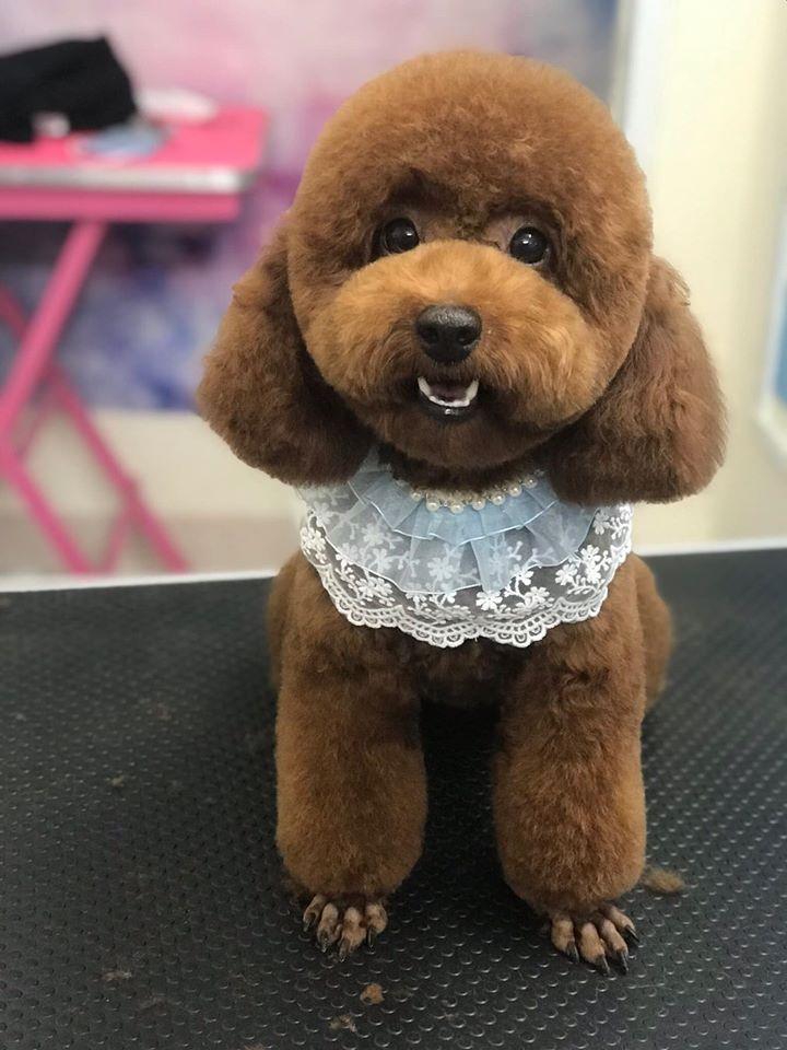Huong Poodle Home