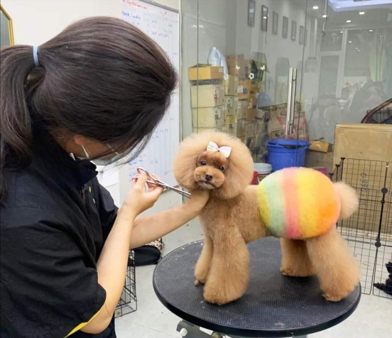 Icarepet