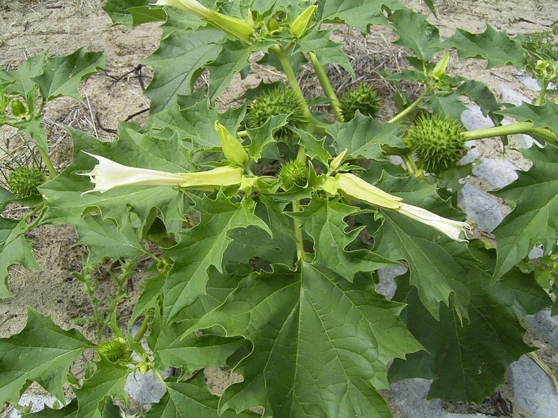 Jimsonweed còn gọi là cà độc dược