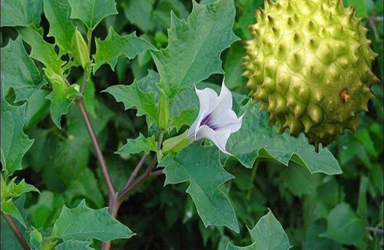 Quả của cây Jimsonweed rất độc