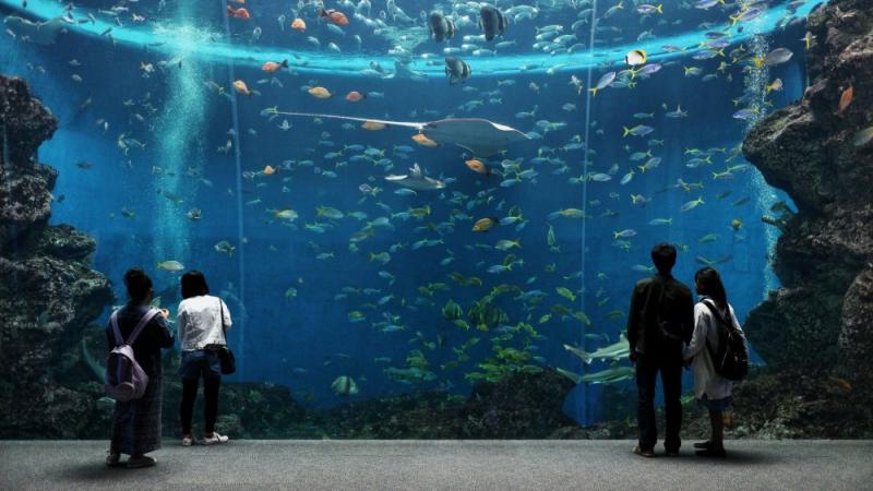 Kamogawa Sea World