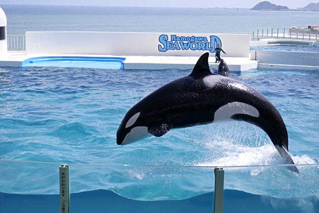 Kamogawa Sea World