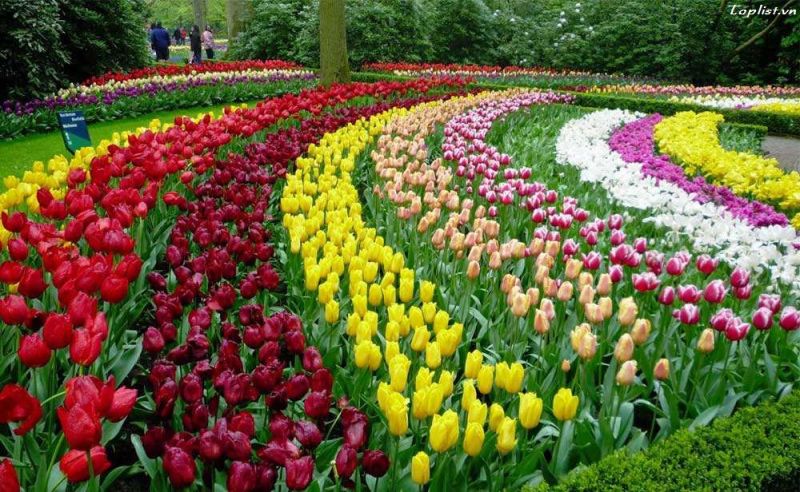 Những bạt hoa Tuylip trải khắp Keukenhof