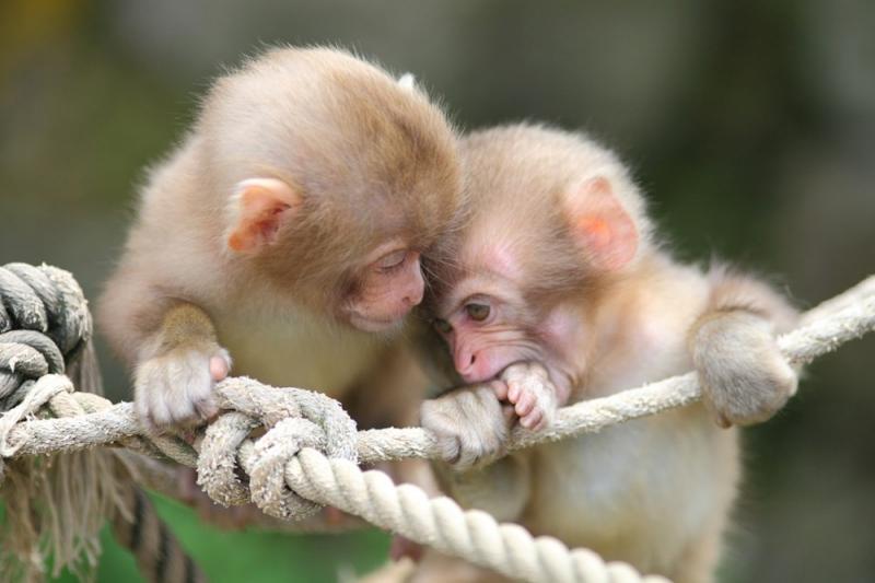 Khuôn mặt chú gần giống hình tam giác, má hóp lại, gò má nhô cao như người già. Đôi mắt chú tròn xoe, liến láu nhìn quanh, trông thật tinh ranh