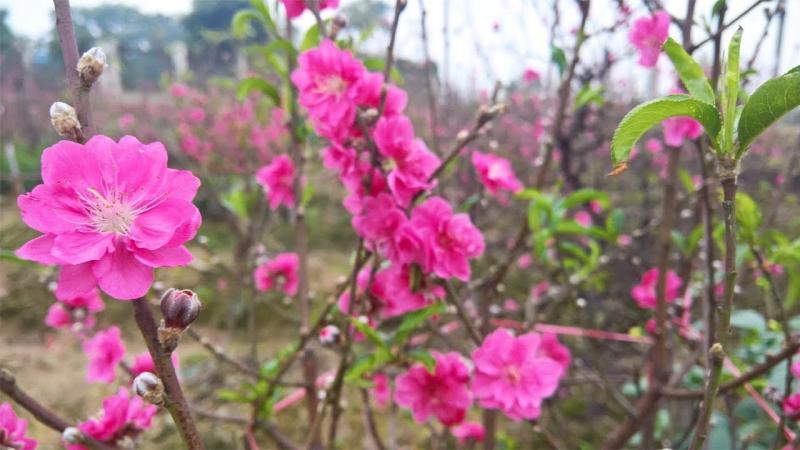 Bài văn thuyết minh về cây đào ngày Tết số 6