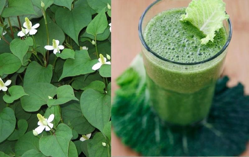 Kinh nghiệm chữa bệnh bằng rau diếp cá