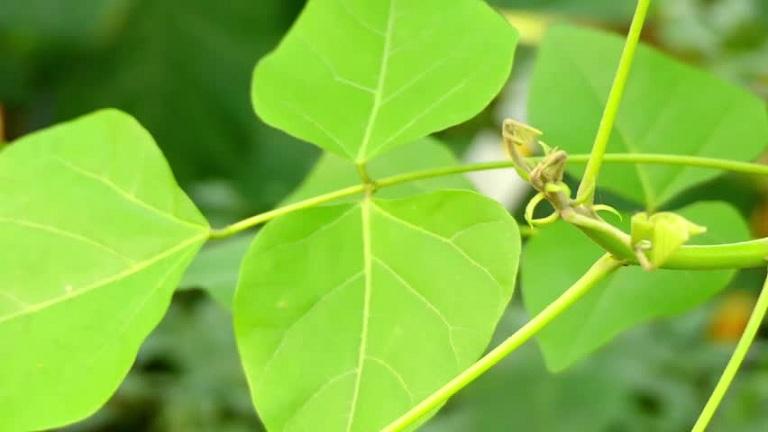 Kinh nghiệm chữa bệnh từ lá vông
