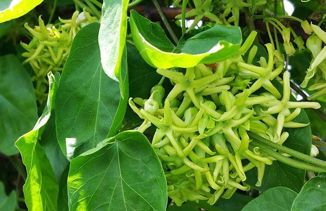 Kinh nghiệm chữa trĩ bằng cây thiên lý