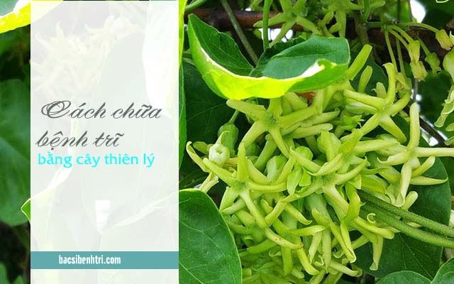 Kinh nghiệm chữa trĩ bằng cây thiên lý