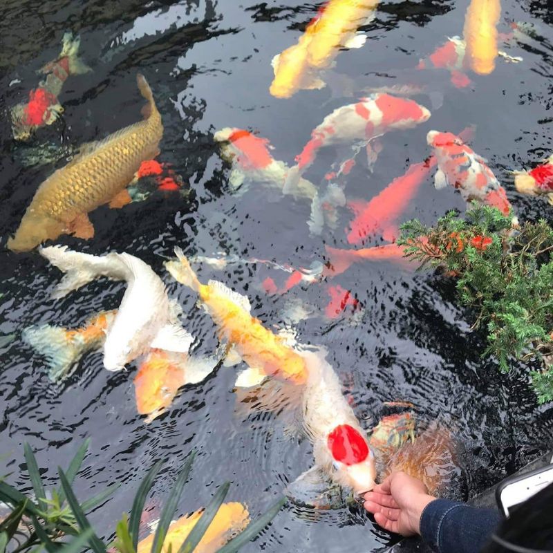 Koi Cafe