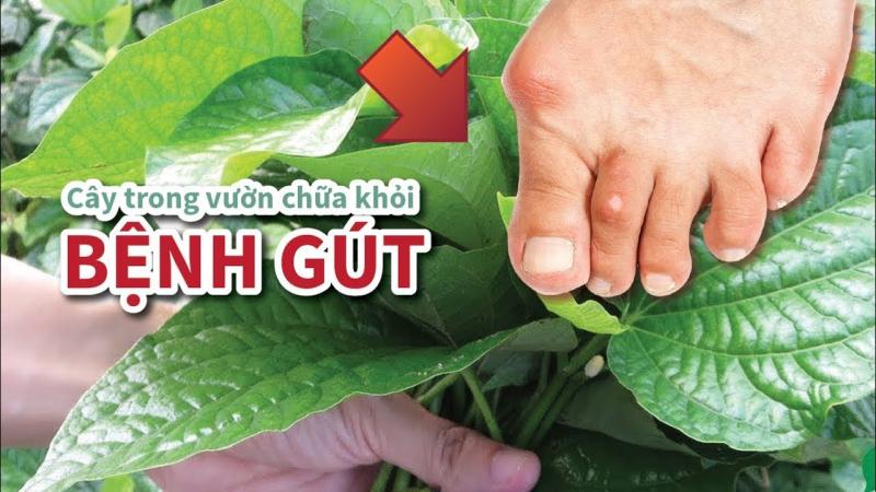 Chữa bệnh gút bằng lá lốt