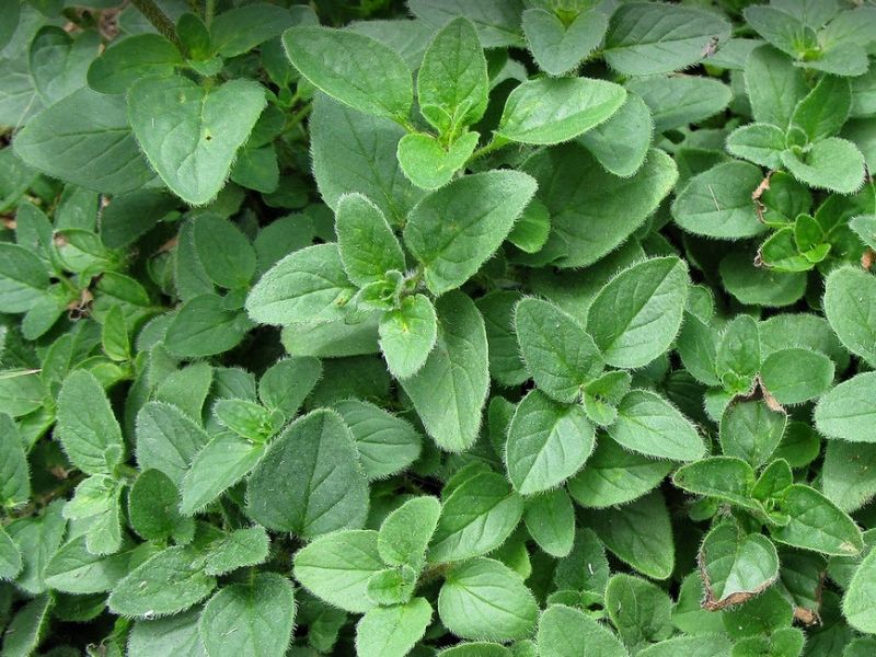 Lá oregano