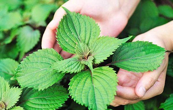 Bài thuốc chữa viêm hang vị dạ dày bằng Lá tía tô
