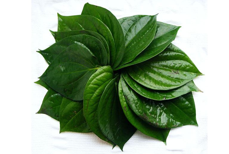 Chữa tổ đỉa bằng lá trầu không