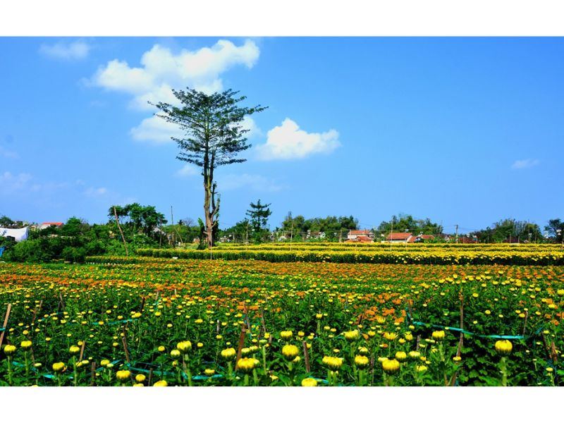 Làng hoa cúc Mộ Đức