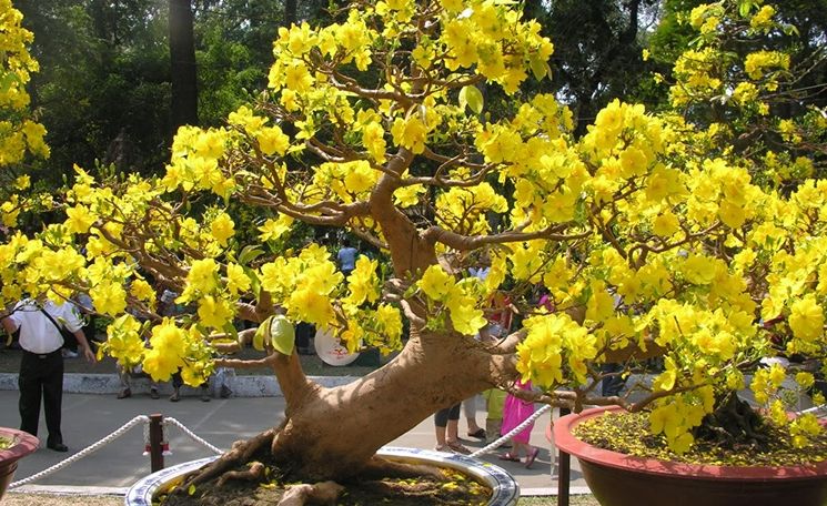 Làng mai Phước Định