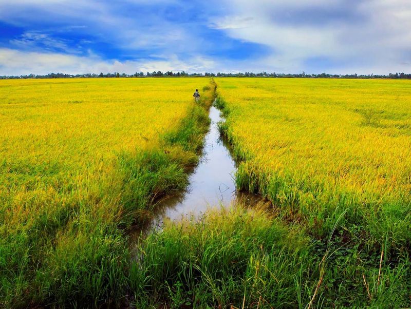 Hạt gạo ngày mùa