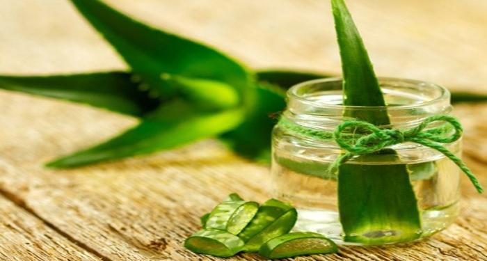 Lô hội đã quá quen thuộc trong việc làm đẹp đặc biệt là đối với mái tóc