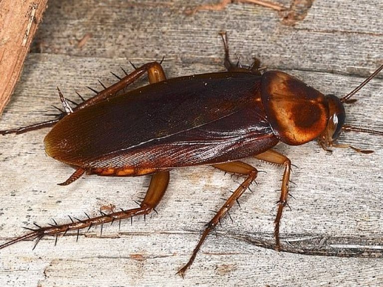 Gián