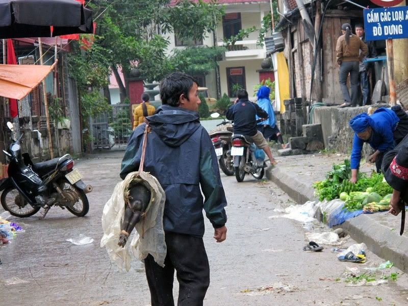 Lợn 