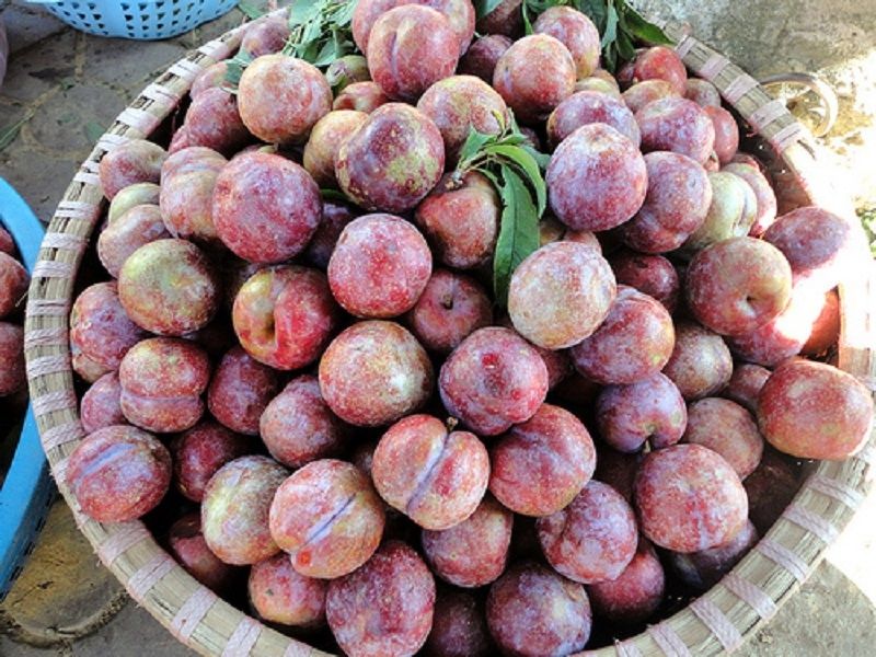 Mận Bắc Hà