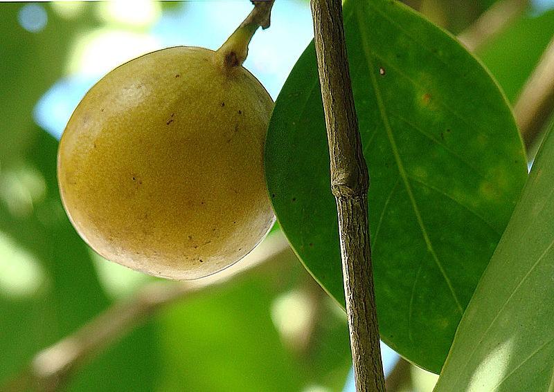 Manchineel có tên Tây Ban Nha là 