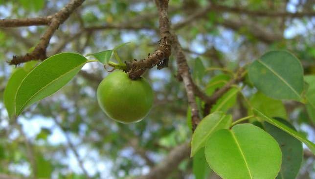 Chất độc có trong tất cả các thành phần của cây manchineel