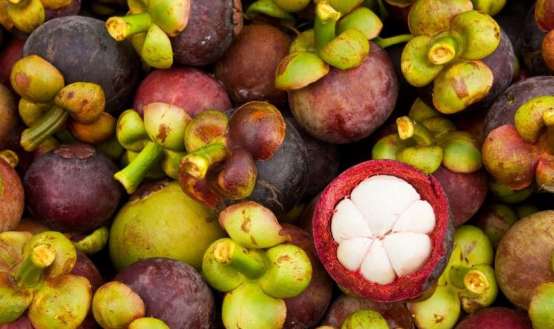 Măng cụt Chợ Lách (Bến Tre)