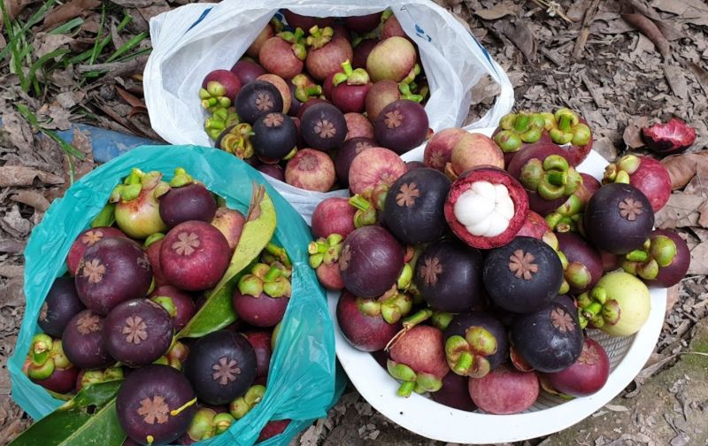 Măng cụt Chợ Lách (Bến Tre)