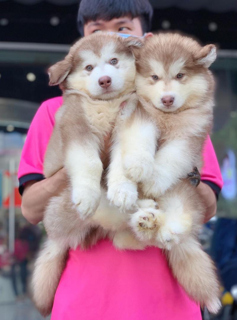 Mật Pet Family