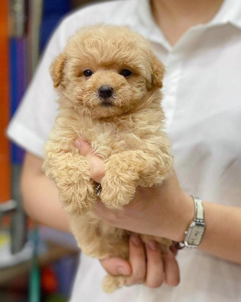Mật Pet Family