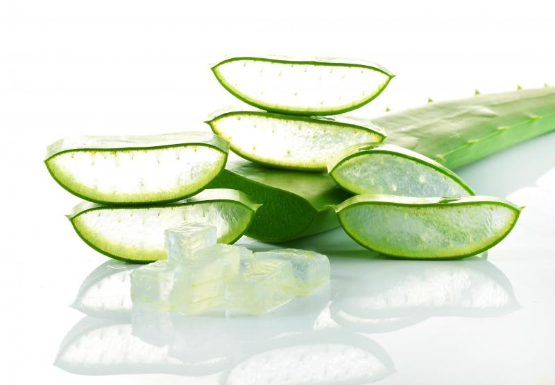 Hạ sốt bằng lô hội