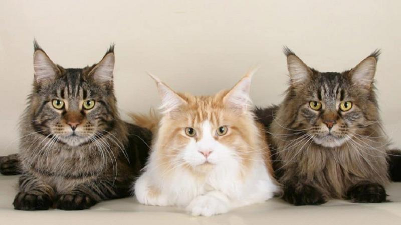 Mèo Maine Coon