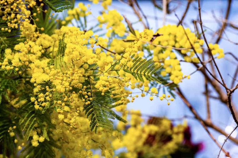 Mimosa bừng sáng một góc trời