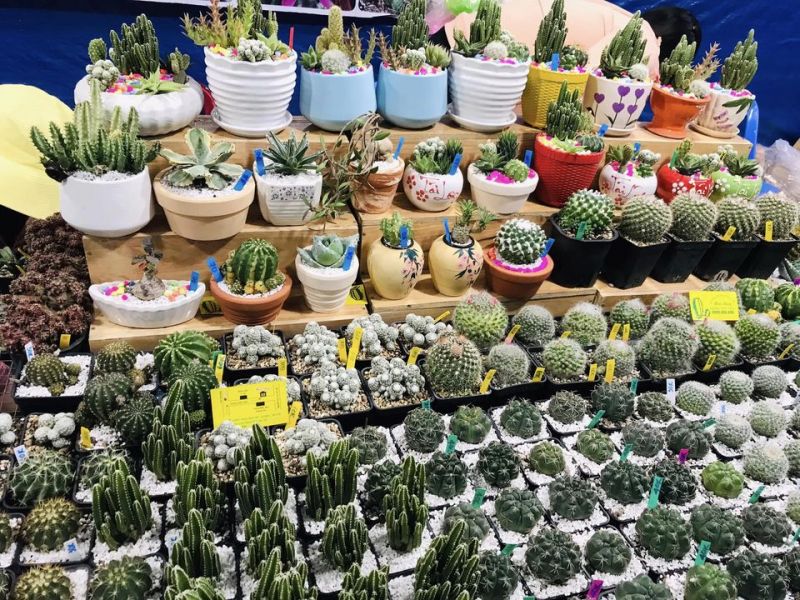 Mini Shop Xương Rồng Cần Thơ