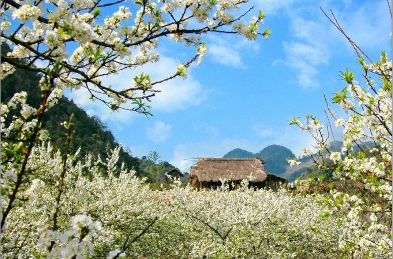 Mộc Châu - Cao nguyên xinh đẹp của Tây Bắc