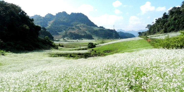 Mộc Châu