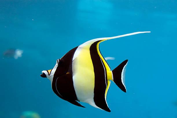Moorish Idol
