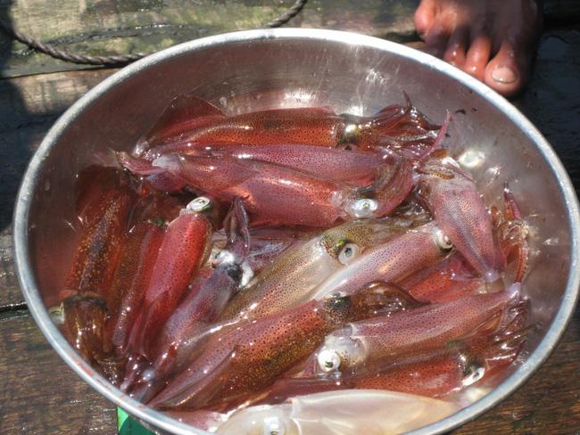 Mực câu ở Cát Bà