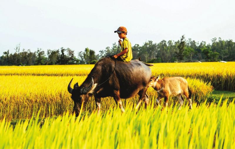 Mùa hè đến cũng là lúc làng quê đang vào vụ gặt