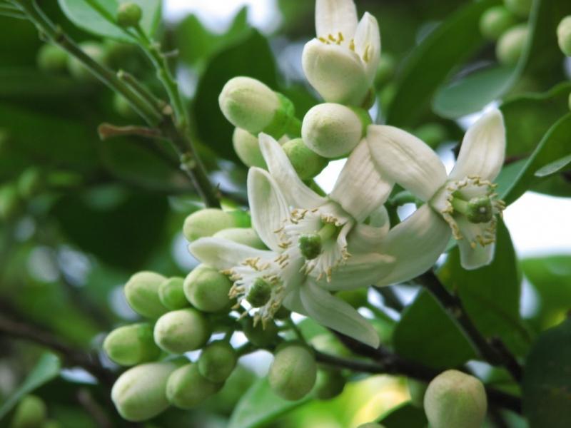 Bạn nhớ hương cau, hương bưởi thoang thoảng mỗi buổi sớm thức dậy