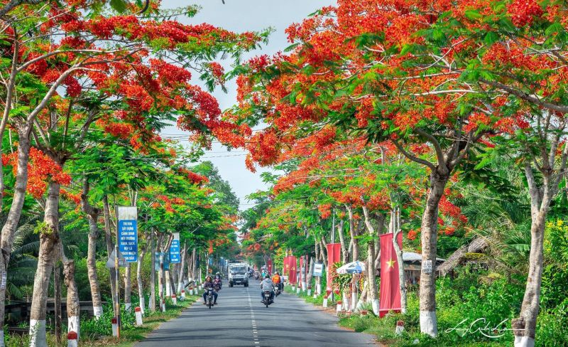 Phượng báo hè về