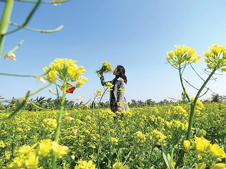 Tháng giêng, mùa hoa cải bên sông