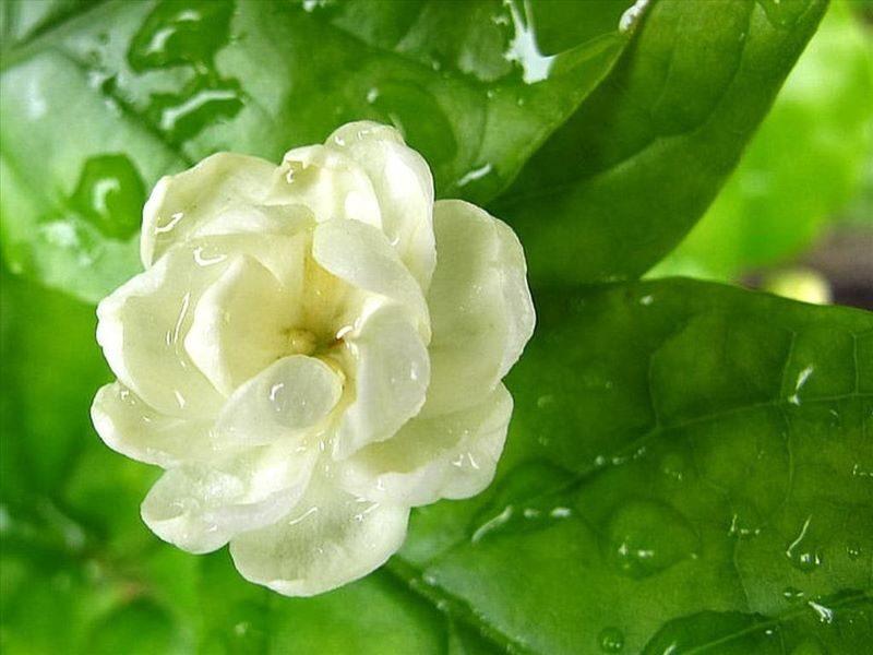 Muốn nói với anh